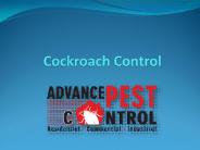 Cockroach Control