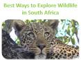 Best Ways to Explore Wildlife in South Africa PowerPoint PPT Presentation