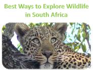 Best Ways to Explore Wildlife in South Africa