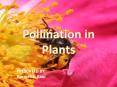Agents of Pollination PowerPoint PPT Presentation