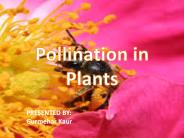 Agents of Pollination