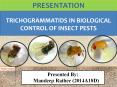 Trichogrammatids in biological control PowerPoint PPT Presentation