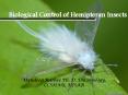 BIOLOGICAL CONTROL OF HEMIPTERAN PESTS PowerPoint PPT Presentation