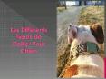 Les différents types de collier pour chien PowerPoint PPT Presentation