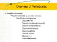 Overview of Vertebrates PowerPoint PPT Presentation