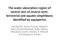 The water-absorption region of ventral skin of several semi-terrestrial and aquatic amphibians identified by aquaporins PowerPoint PPT Presentation