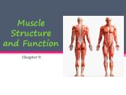Muscle Structure and Function