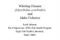 Whirling Disease (Myxobolus cerebralis) and Idaho Fisheries PowerPoint PPT Presentation