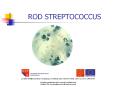 ROD STREPTOCOCCUS PowerPoint PPT Presentation
