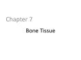 Bone Tissue PowerPoint PPT Presentation