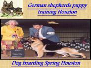 Heidelberg Shepherd Dogs Houston
