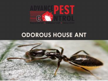 Odorous House Ant