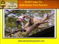 Tree removal Service in Dallas| Robertson Tree Service PowerPoint PPT Presentation