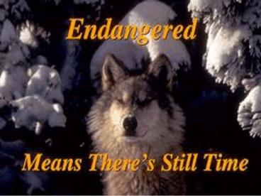 Endangered Means There