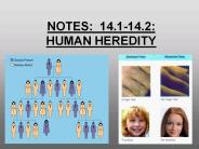 NOTES: 14.1-14.2: HUMAN HEREDITY