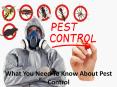 What You Need To Know About Pest Control PowerPoint PPT Presentation