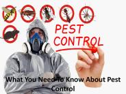 What You Need To Know About Pest Control