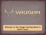 Trophy Whitetail Deer Hunts in Texas