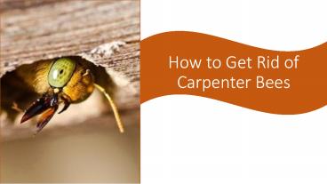 How to Get Rid of Carpenter Bees?