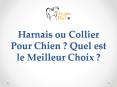 Harnais ou Collier Pour Chien ? Quel est le Meilleur Choix ? PowerPoint PPT Presentation