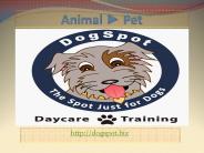 Canine Training San Marcos