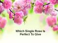 Which Single Rose Is Perfect To Give PowerPoint PPT Presentation