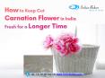 How to keep cut carnation flower in India fresh for a longer time? PowerPoint PPT Presentation