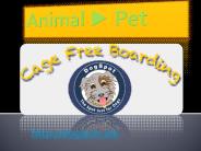 Dog Daycare Canine Training Oceanside