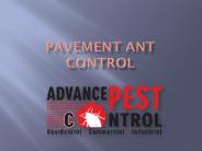 Pavement Ant Control