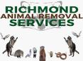 Importance of Choosing Wildlife Removal Company (1) PowerPoint PPT Presentation