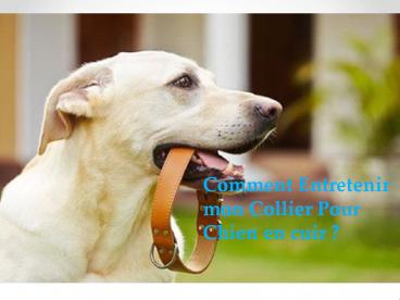 Comment Entretenir mon Collier Pour Chien en cuir ?