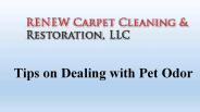 Tips on Dealing with Pet Odor