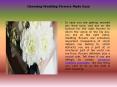 Bridal Flowers Sydney PowerPoint PPT Presentation