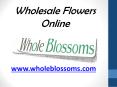 Wholesale Flowers Online - www.wholeblossoms.com PowerPoint PPT Presentation