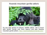 Rwanda silverback gorilla safaris