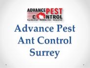 Advance Pest Ant Control Surrey