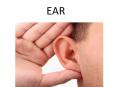 Anatomy of ear PowerPoint PPT Presentation