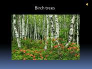 Water Birch