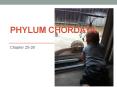 Phylum Chordata PowerPoint PPT Presentation