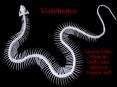 Vertebrates PowerPoint PPT Presentation
