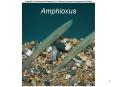 Amphioxus PowerPoint PPT Presentation