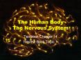 The Human Body The Nervous System PowerPoint PPT Presentation