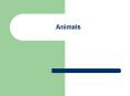 Animals PowerPoint PPT Presentation