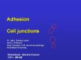 Adhesion  Cell junctions PowerPoint PPT Presentation