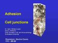 Adhesion%20%20Cell%20junctions PowerPoint PPT Presentation