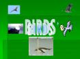 BIRDS PowerPoint PPT Presentation