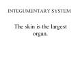 INTEGUMENTARY SYSTEM PowerPoint PPT Presentation