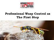 Professional Wasp Control as The First Step