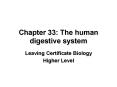 Chapter 33: The human digestive system PowerPoint PPT Presentation