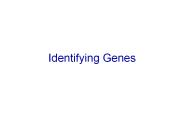 Identifying%20Genes